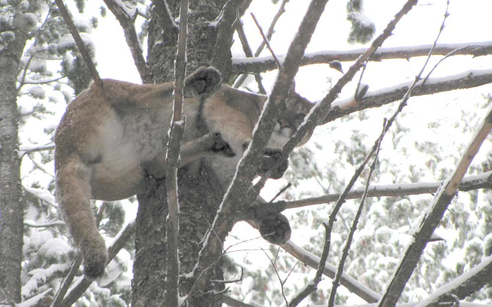 Puma reserveret til prinsesse Puma reserveret til prinsesse