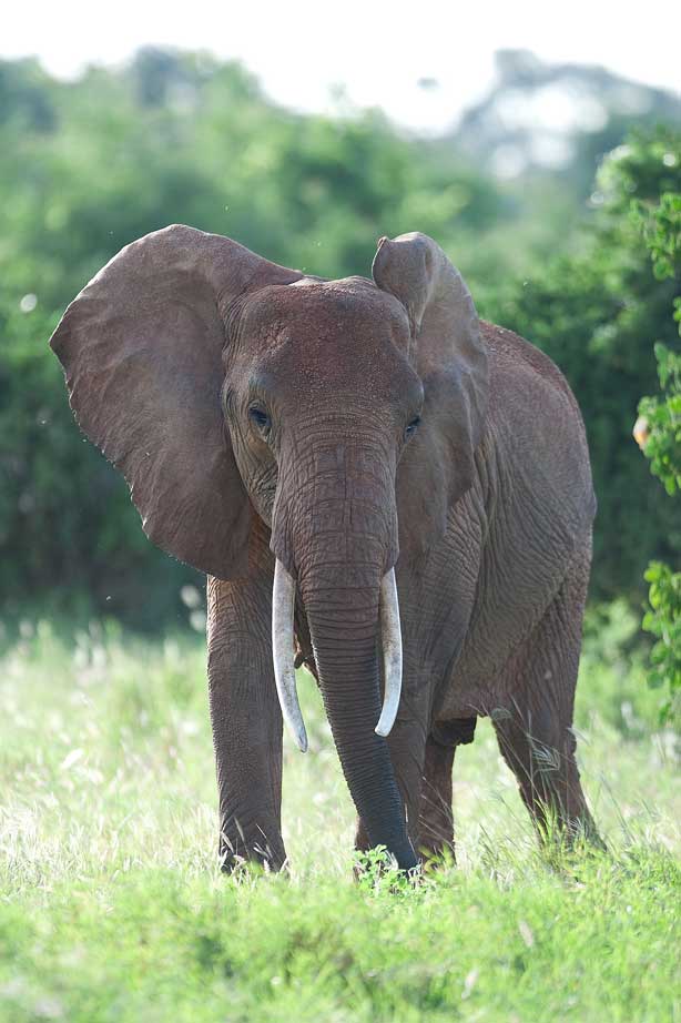 Det kører ikke for de zoologiske haver Det kører ikke for de zoologiske haver