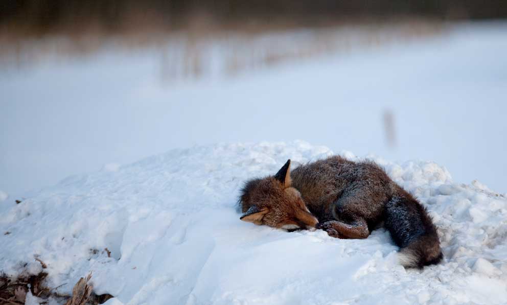 Ræv sov ind, måske