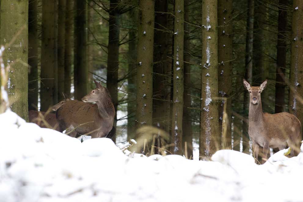 DN: Skov fremfor vindmøller