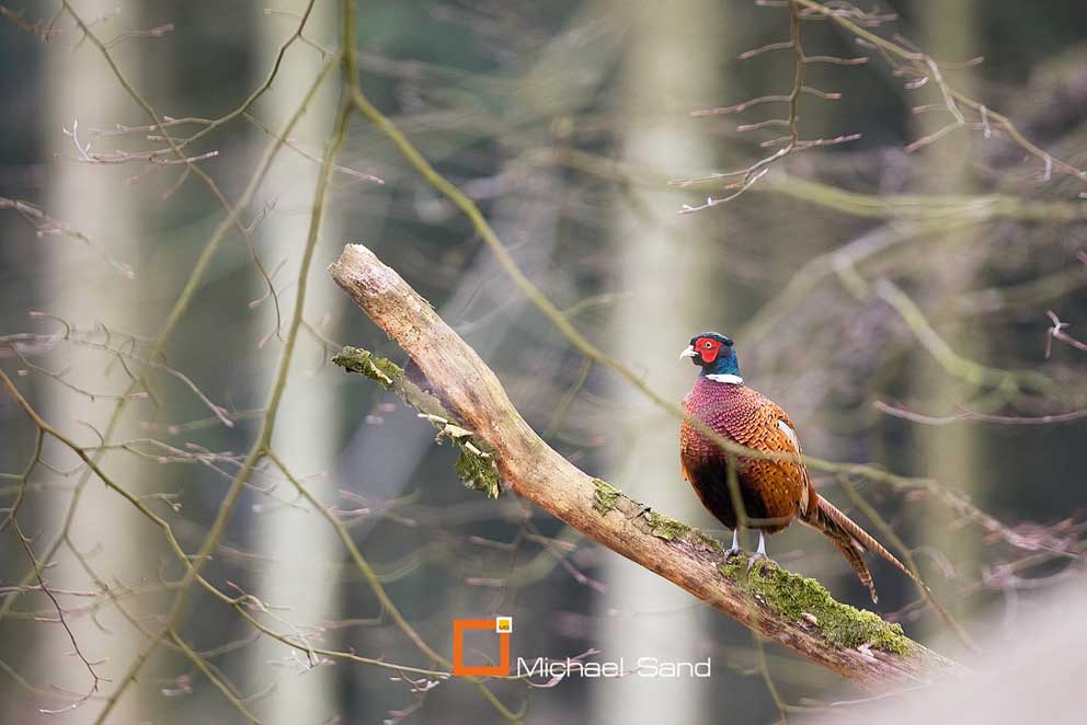 Krybskytteri med luftbøsse