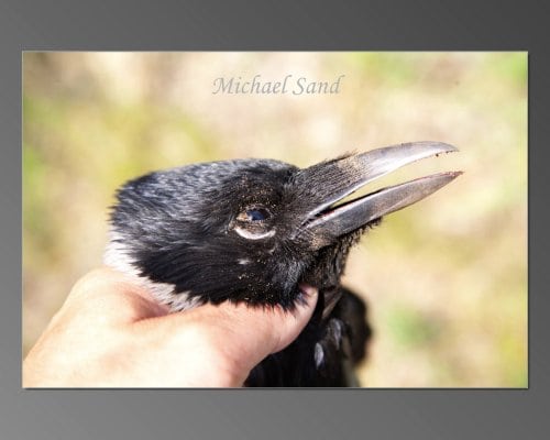 En god tid for kragerne