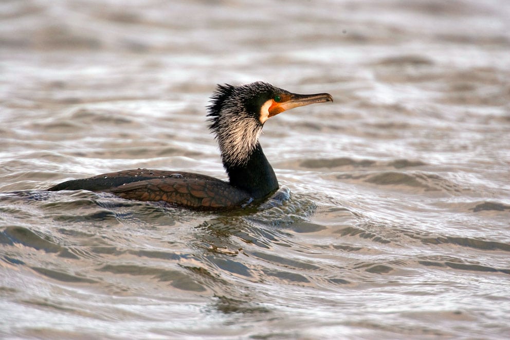 Vinteren presser skarver til at æde døde fisk Vinteren presser skarver til at æde døde fisk