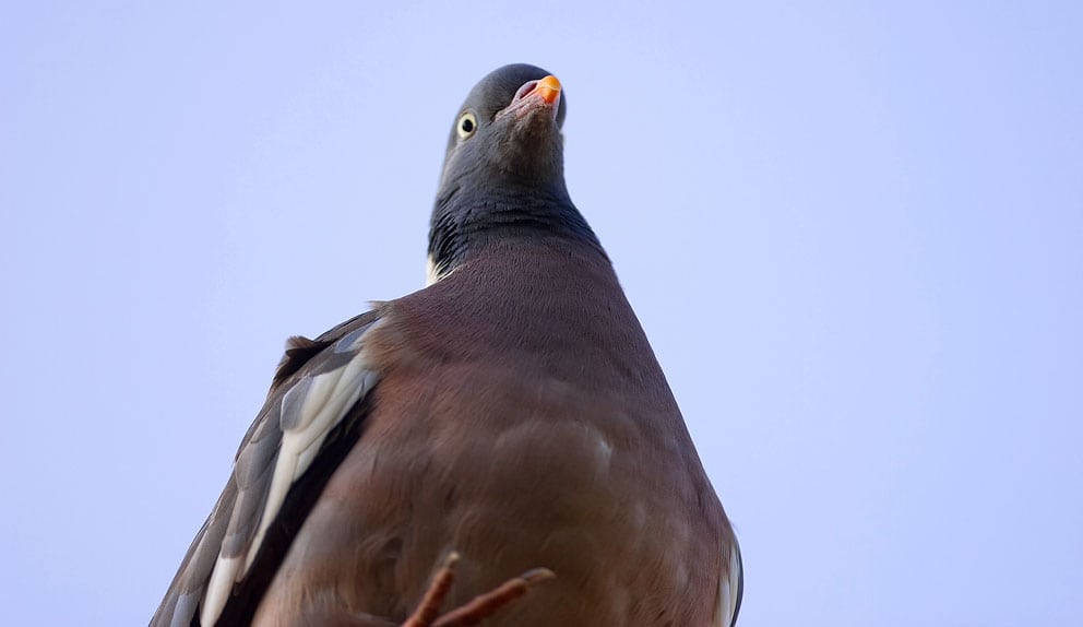 Jagttider til høring