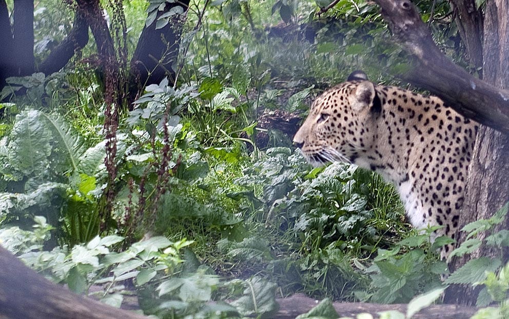 Bøder i en lind strøm