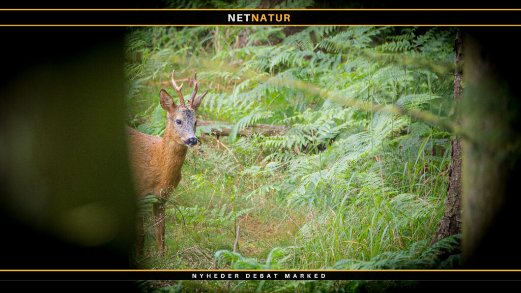 Det blev godt nok en dyr svensk buk … Råbuk Sverige