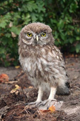 Kirkeuglen har brug for hjælp og bolig