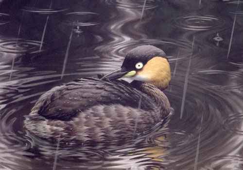 En fugleart fattigere