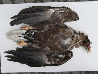 Havørne måske forgiftet