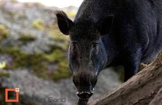 Vildsvin – nu også i bymidten