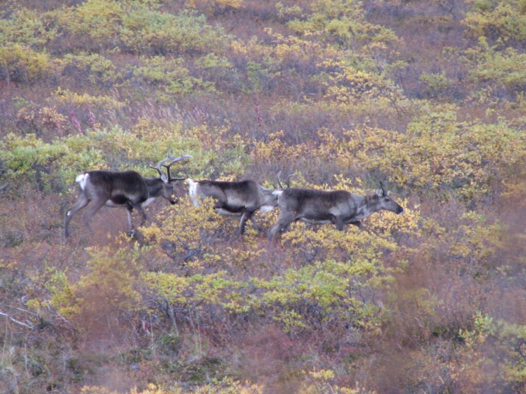 Uærlig jagt på rensdyr i Island