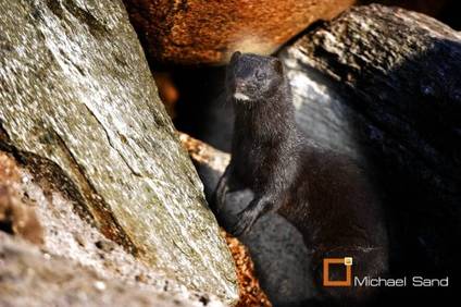 Storstilet forsøg på at udrydde minken i Skotland