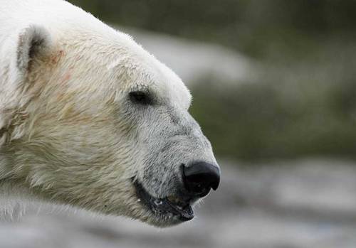 Isbjørnene i fortiden overlevede varme perioder