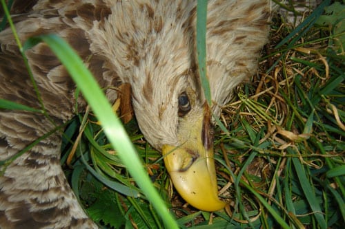 Dusør fordobles til 50.000 kroner