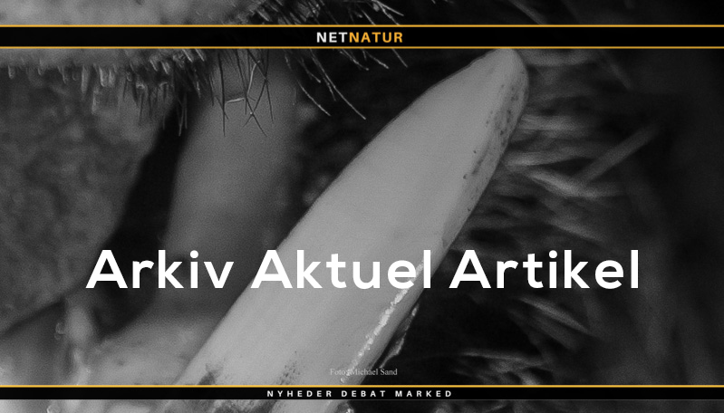 Vildsvin på 217 kilo