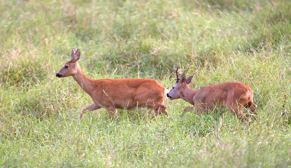Forsinket brunst Forsinket brunst