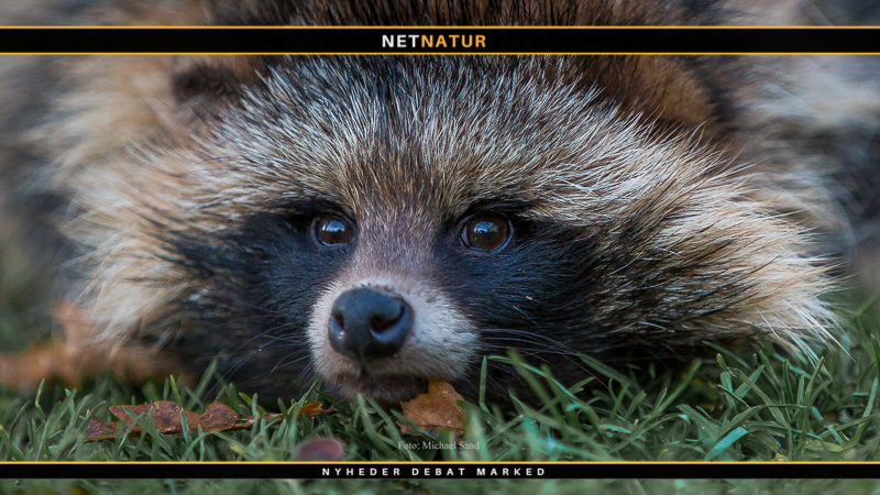 DOF: Skydepræmier for mårhunde DOF: Skydepræmier for mårhunde