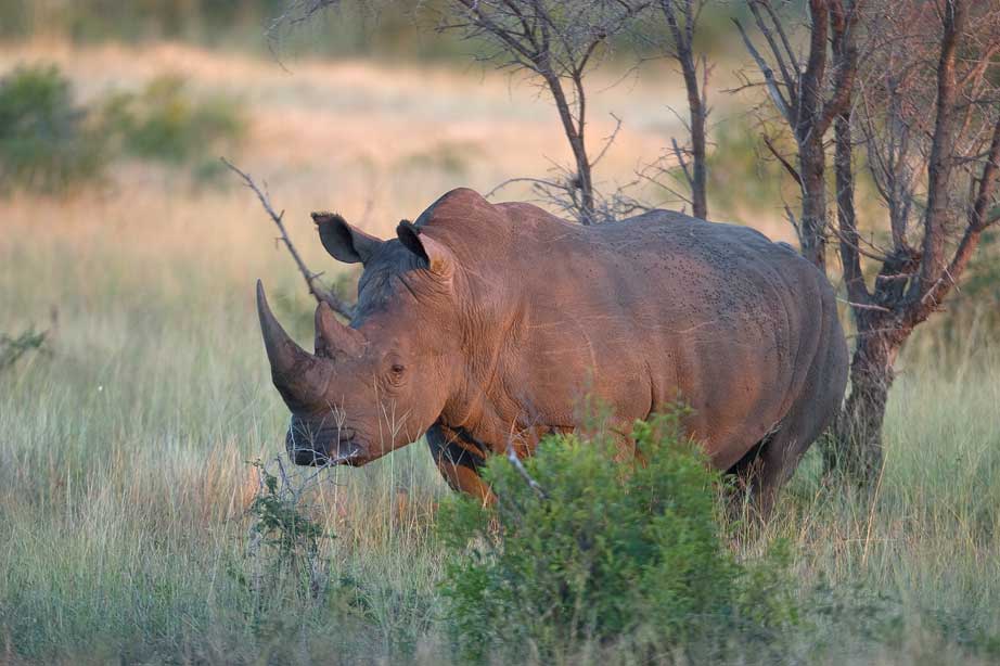 Jagtrejsebureau kritiseres for vildledning