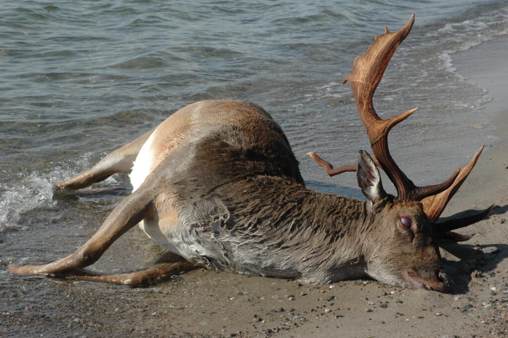 En dåhjort drev i land …