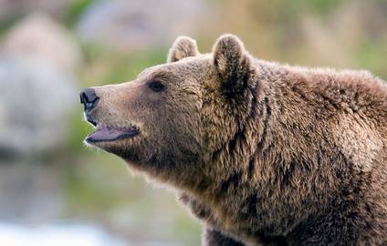Vild Bjørn på menuen