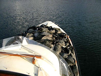 Jægere trodser ornitologer