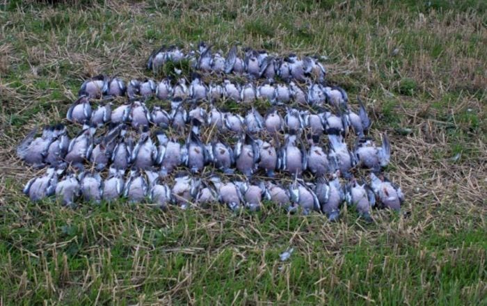 Flere end vi havde håbet på