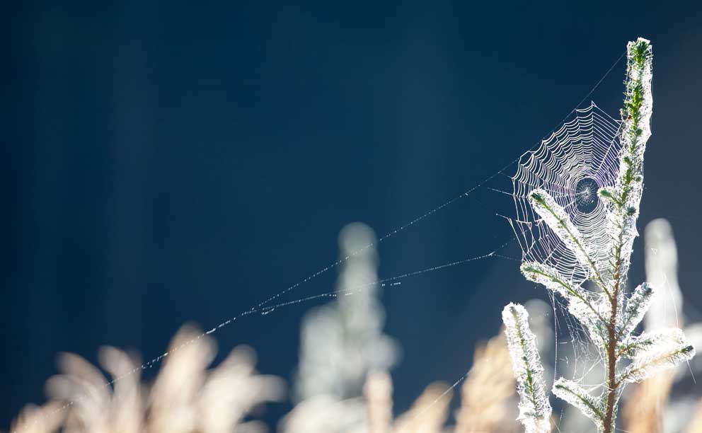 Jagttegnsmidler til musebeplantninger