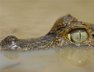 Krokodillejagt tillades måske i Australien