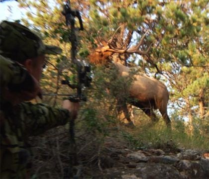 Norge overvejer at tillade buejagt