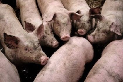 Råvildt dør måske af kobber i svinegylle