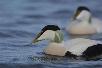 DOF mod fugledrab i fiskegarn