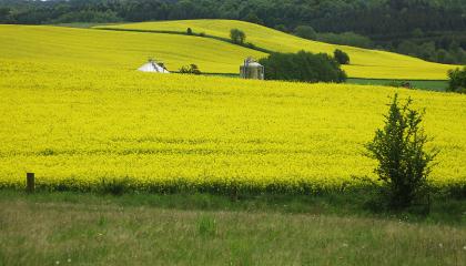 Omstridt gift dræber bier, fastslår ny undersøgelse