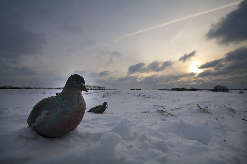 Jægernes dueudbytte næsten fordoblet sidste jagtsæson