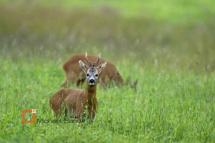 Tror ikke på rekordår efter den hårde vinter