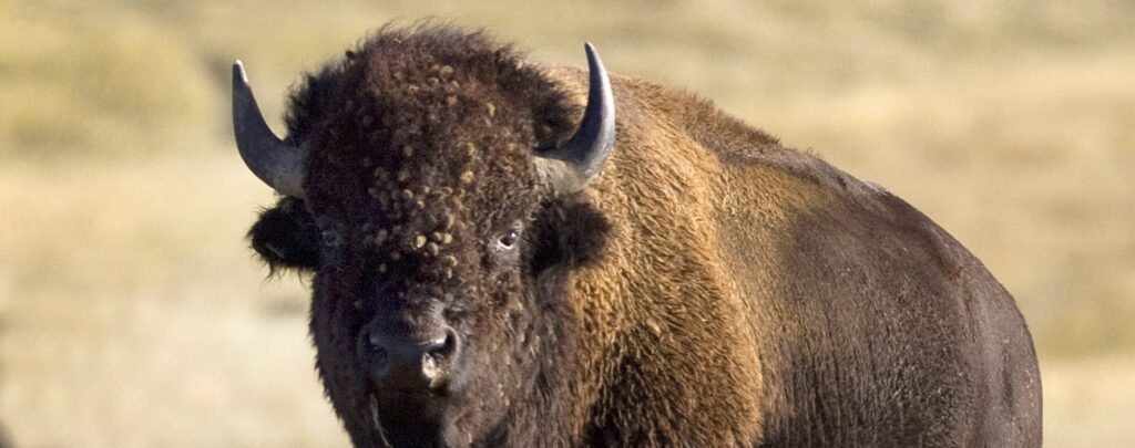 Bison okse hos Reinwald’s Restaurant