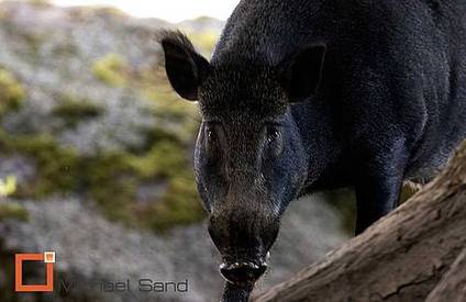Svenske jægere overfaldet i Tunesien