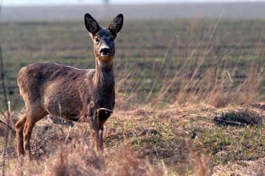 Kalve-misfostre øger fokus på kobbersulfat