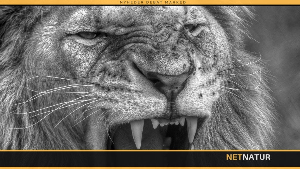 Jægere bruger udflugter om deres ”dåseløvejagt”