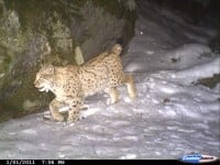 Succes med loskameraer i Norge