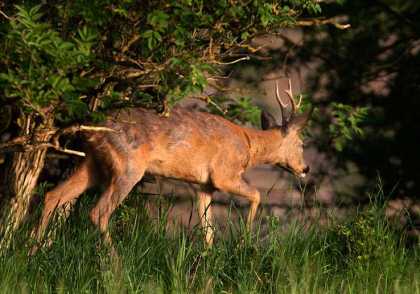 DMU fortsat på jagtopgaver DMU fortsat på jagtopgaver