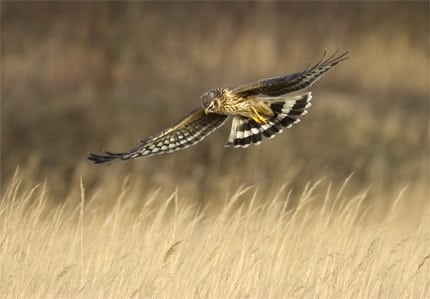 Jægere og ornitologer i klinks over kærhøge