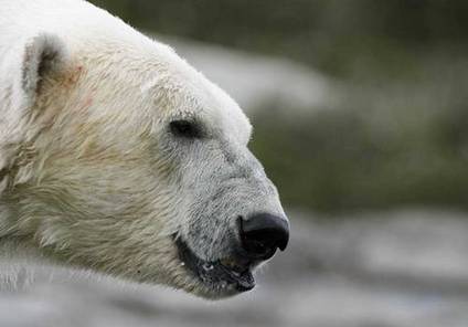 Isbjørne i Grønland i vækst