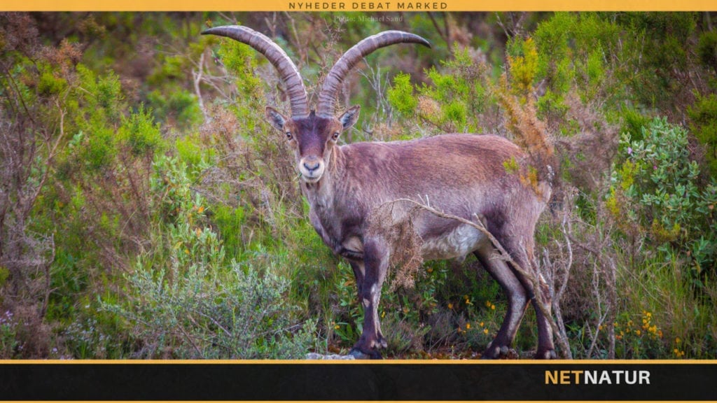 Vokseværk hos spansk stenbuk