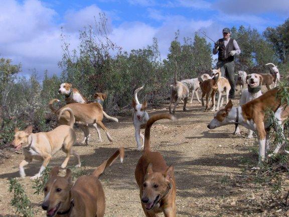 Penge i stedet for jagt til spanske hundefolk Penge i stedet for jagt til spanske hundefolk