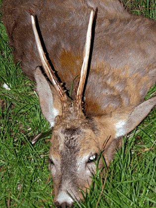 En højtragende begyndelse En højtragende begyndelse