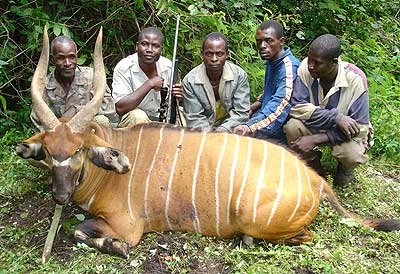 Trofæjagt genopstår i Congo i næste måned Trofæjagt genopstår i Congo i næste måned