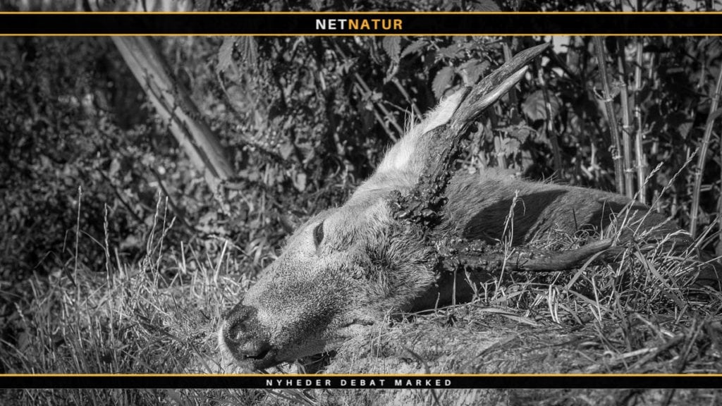 Endnu en jæger med over 1.000 bukke