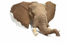 Allerchefs ”The Big Five” sat på auktion Allerchefs ”The Big Five” sat på auktion