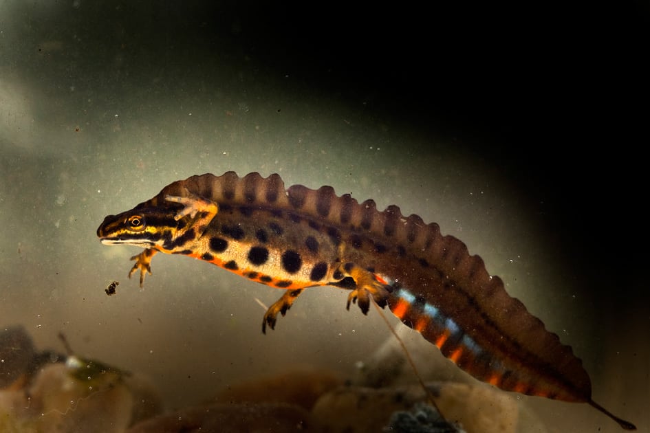 Forsvarets naturpolitik – en fuldtræffer