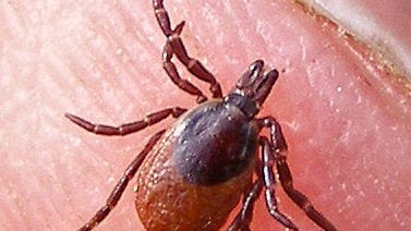 Flåtvirus fører til dødsfald blandt smittede